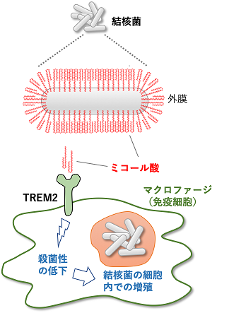 図trem2を介した結核菌の免疫回避機構